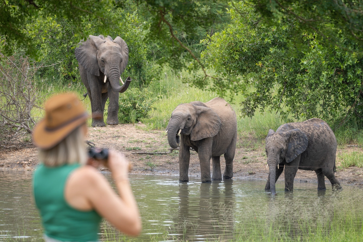 Kambaku Safari Lodge safari 001.webp