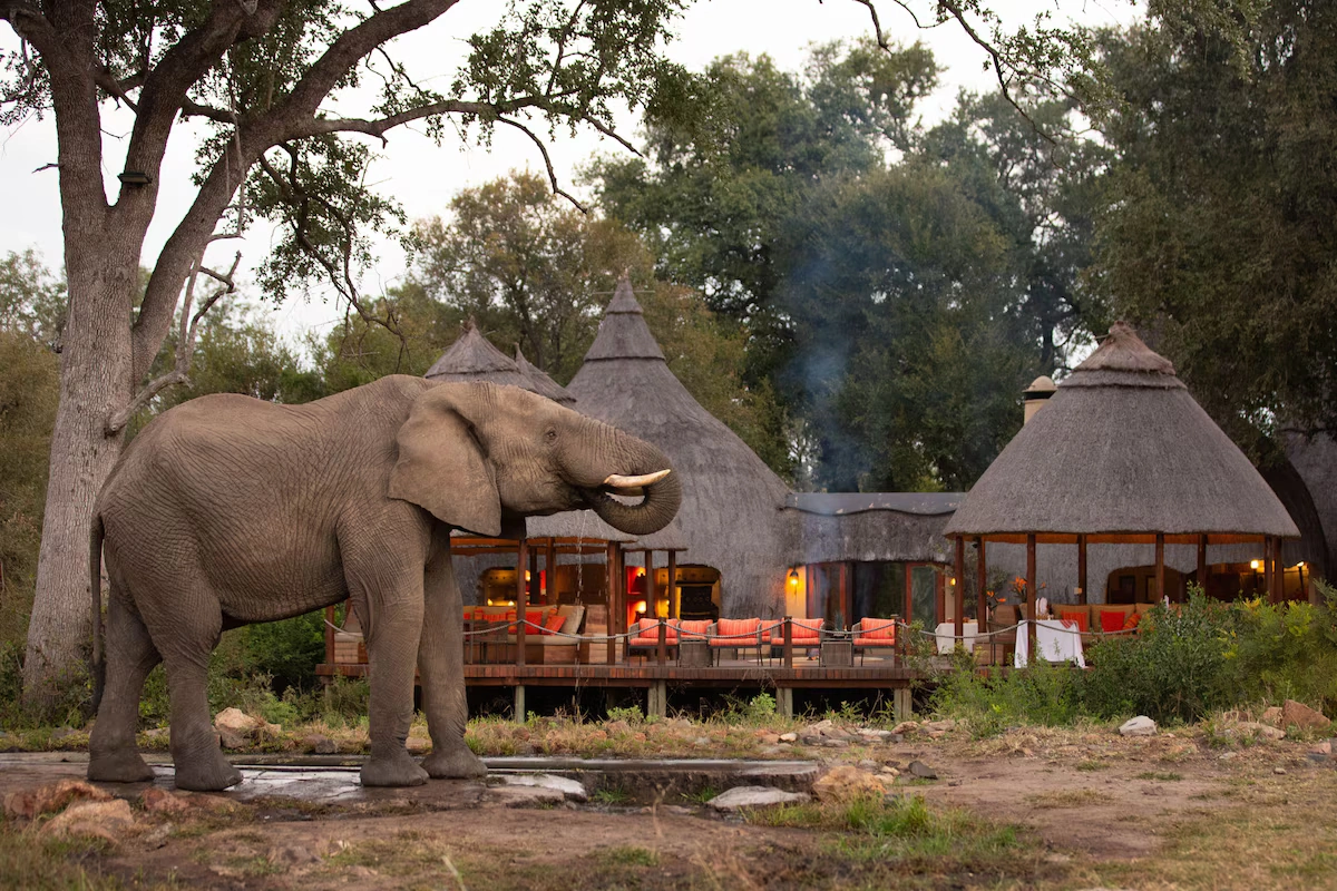 Hoyo Hoyo Safari Lodge olifant voor de deur 001.webp