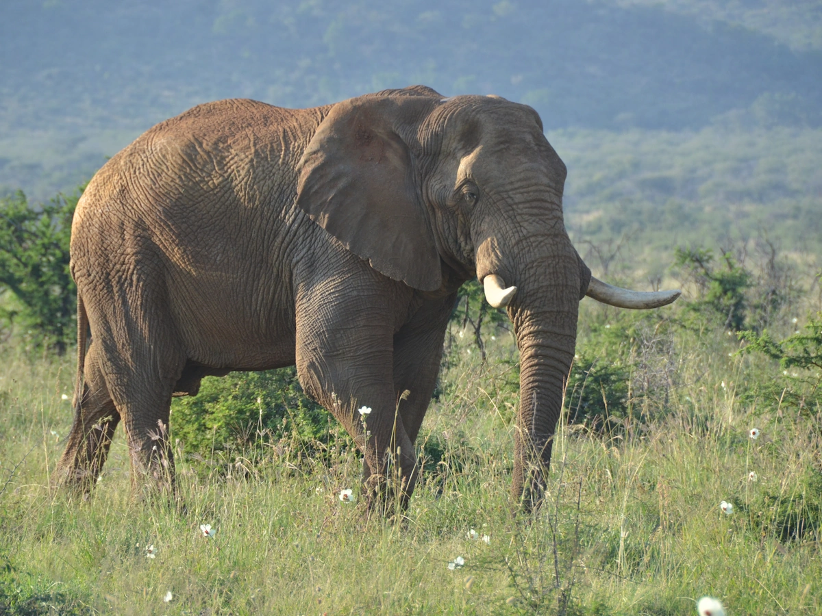 Madikwe Game Reserve Motswiri Private Safari Lodge 001.webp
