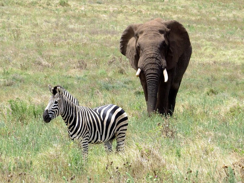Addo- National Park4- AfrikaPlus.webp
