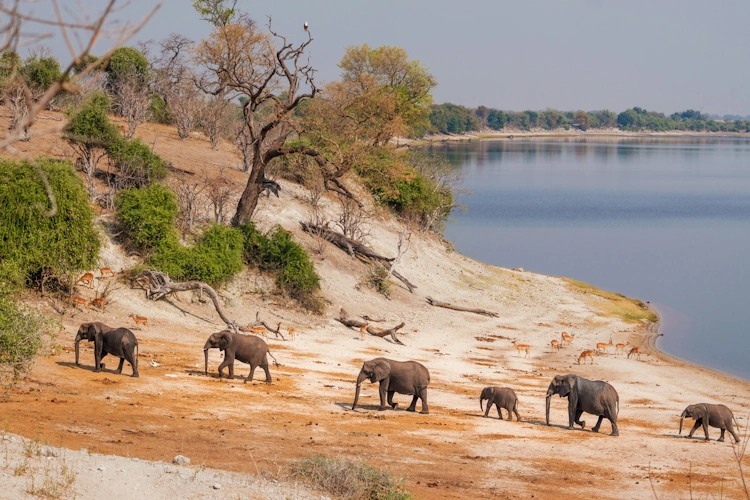 Chobe River Photo by Ed Wingate.webp