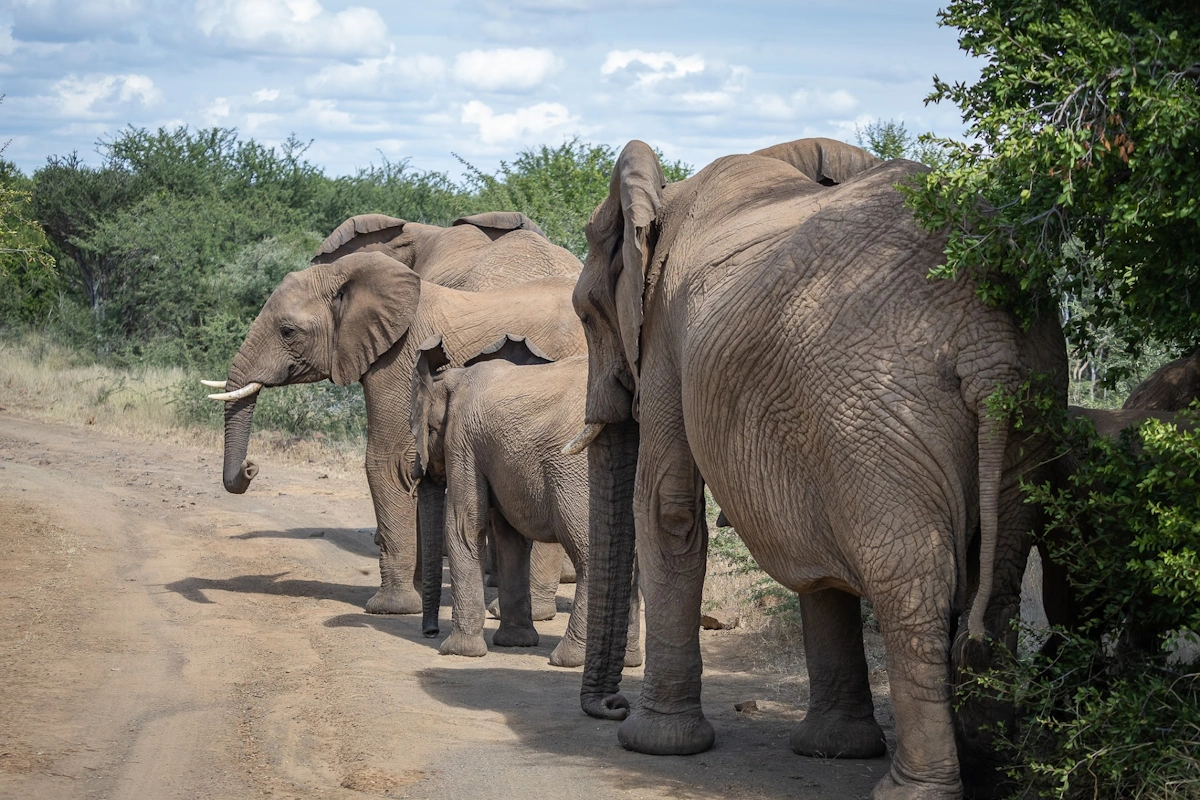 Lush Private Lodge Game Drives Bush Walks Wildlife 002.webp