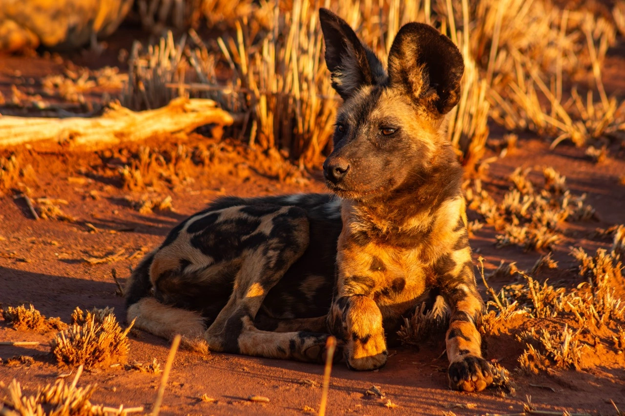 Madikwe Game Reserve wild dog 001.webp