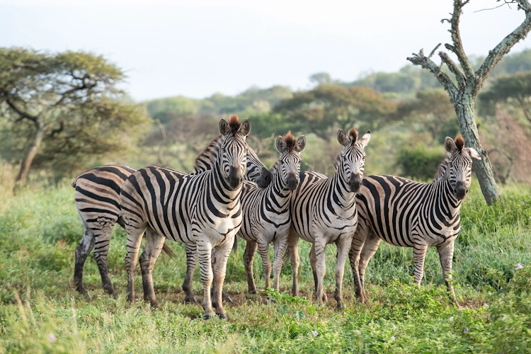 Mavela Game Lodge op safari 003.webp