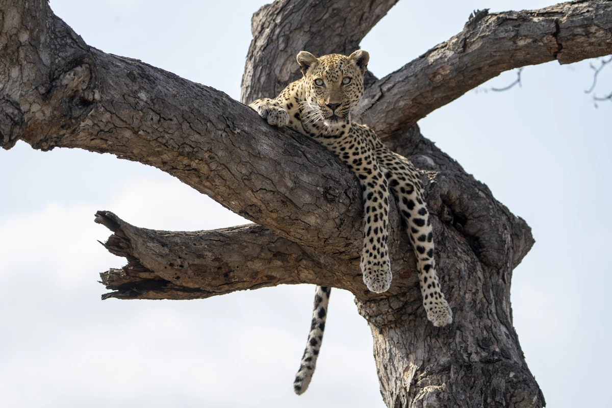 KwaMbili Game Lodge op safari luipaard 001.webp