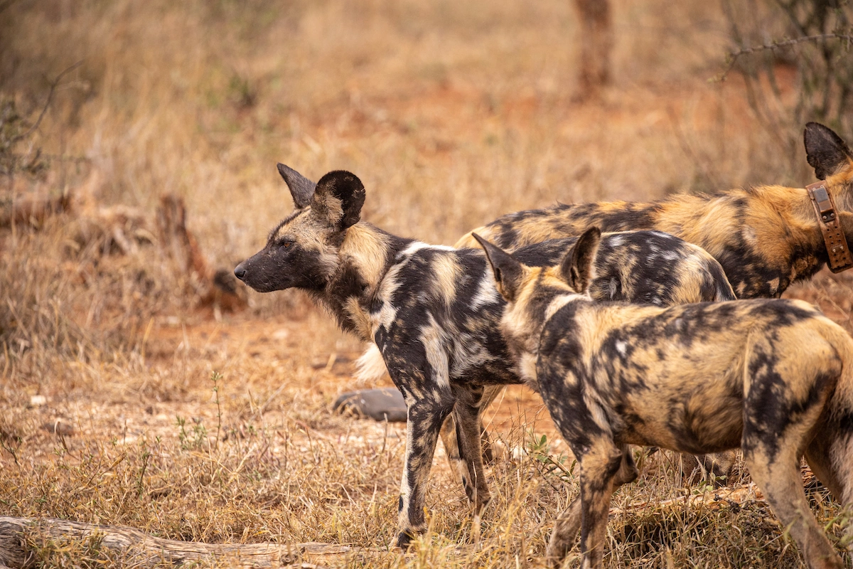 Buffalo Ridge Safari Lodge safari Madikwe Game Reserve wilde honden 002.webp